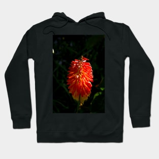 alb torch Hoodie